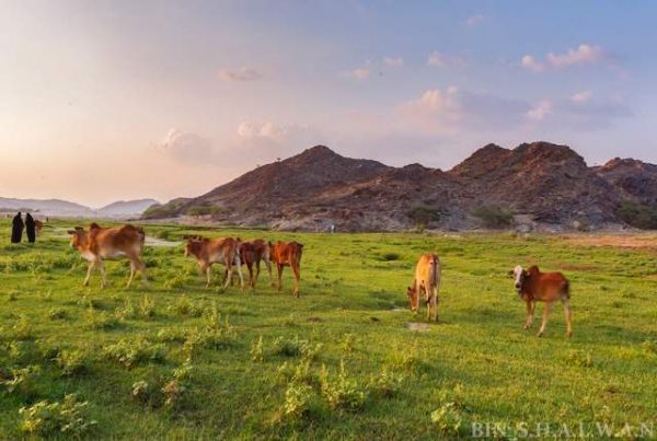 البرداني.. صور مذهلة لأجمل وديان السعودية