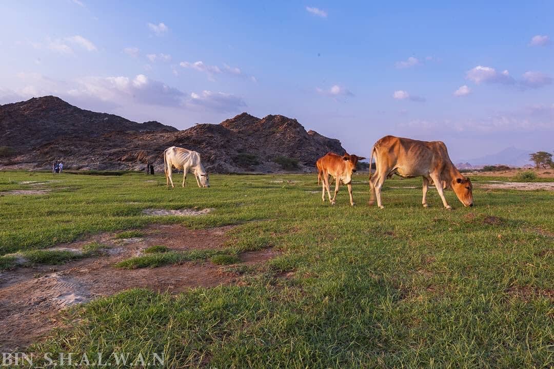 البرداني.. صور مذهلة لأجمل وديان السعودية