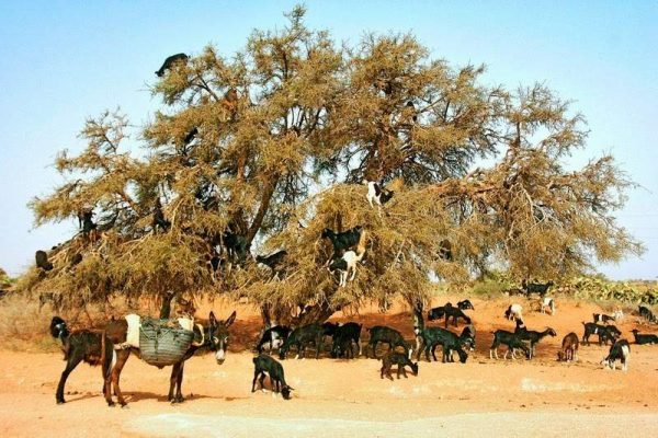 ماذا تفعل الماعز فوق قمم أشجار الأركان؟