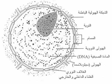 كيف فسر العلم نظرية الخلية؟