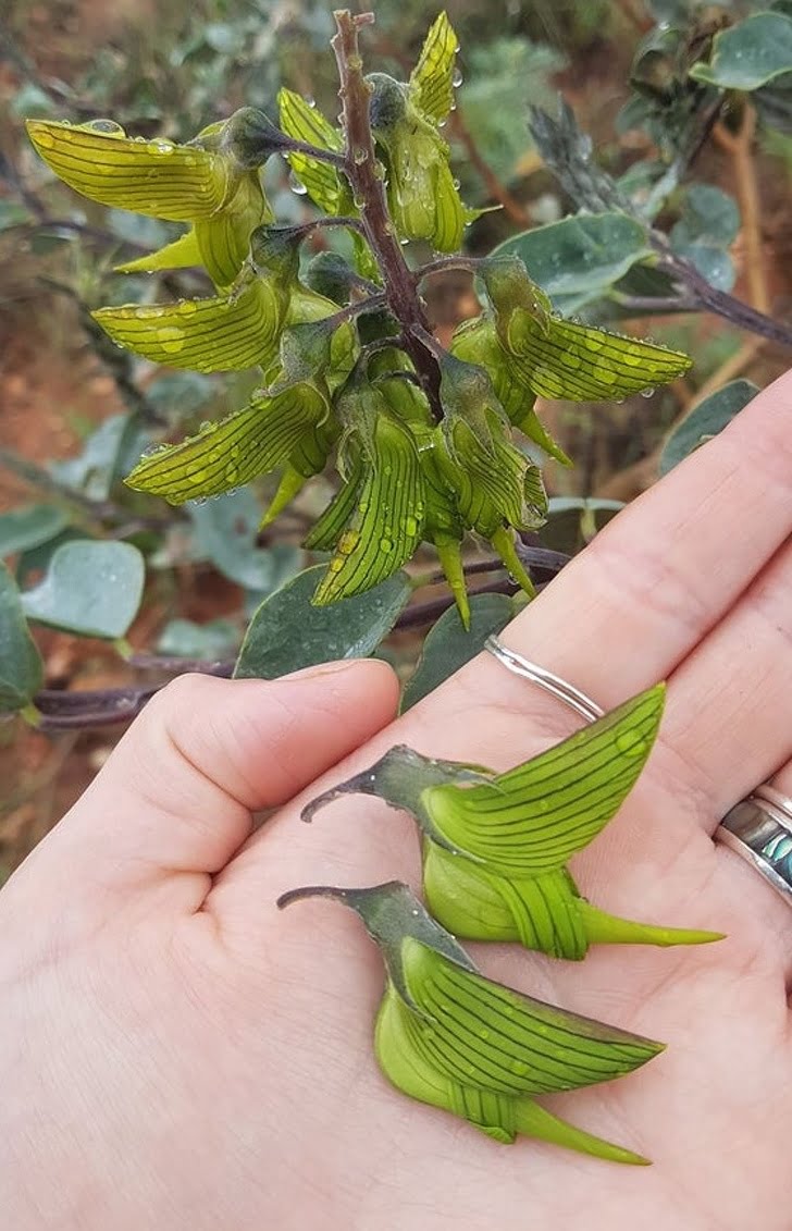 صور ستنجح في خداعك لا محالة