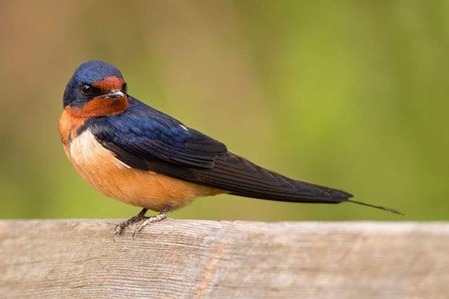 طائر السنونو.. أنواعه وأماكن تواجده