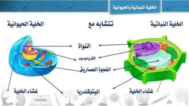 الفرق بين الخلايا الحيوانية والخلايا النباتية