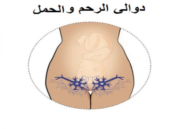 دوالي الرحم والحمل