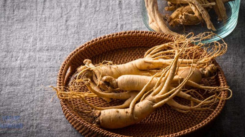 الجنسنغ (Panax ginseng)