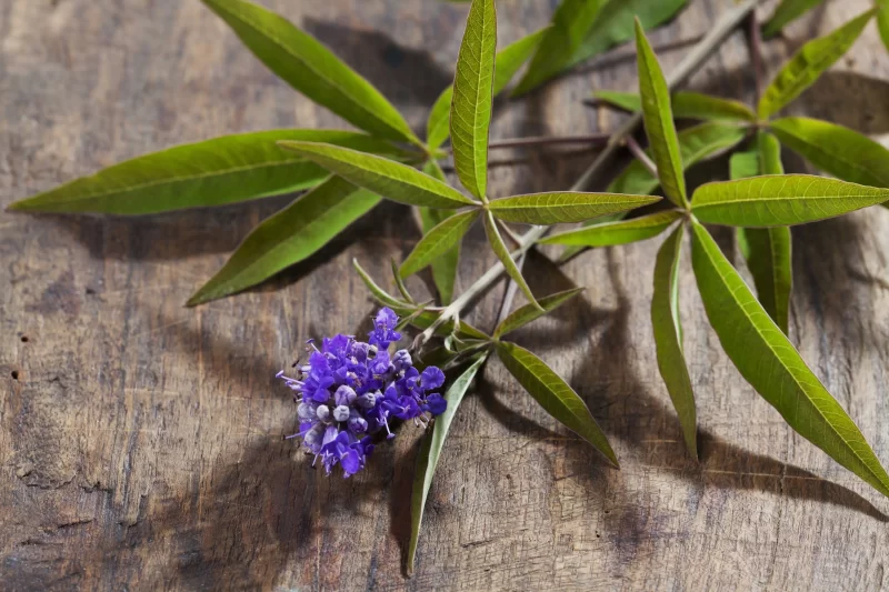 عشبة الرجلة (Vitex agnus-castus)