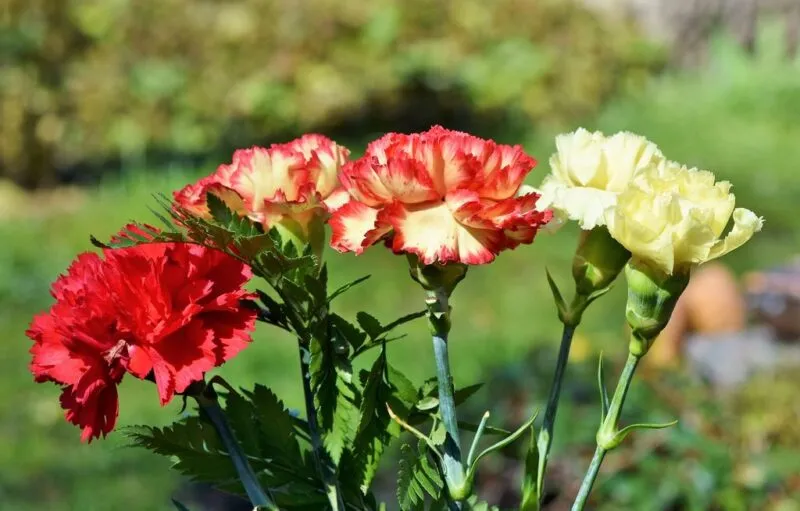 ورد الصنوبر (Carnation)