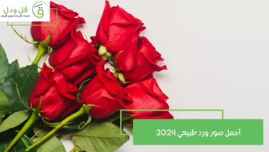 أجمل صور ورد طبيعي 2024